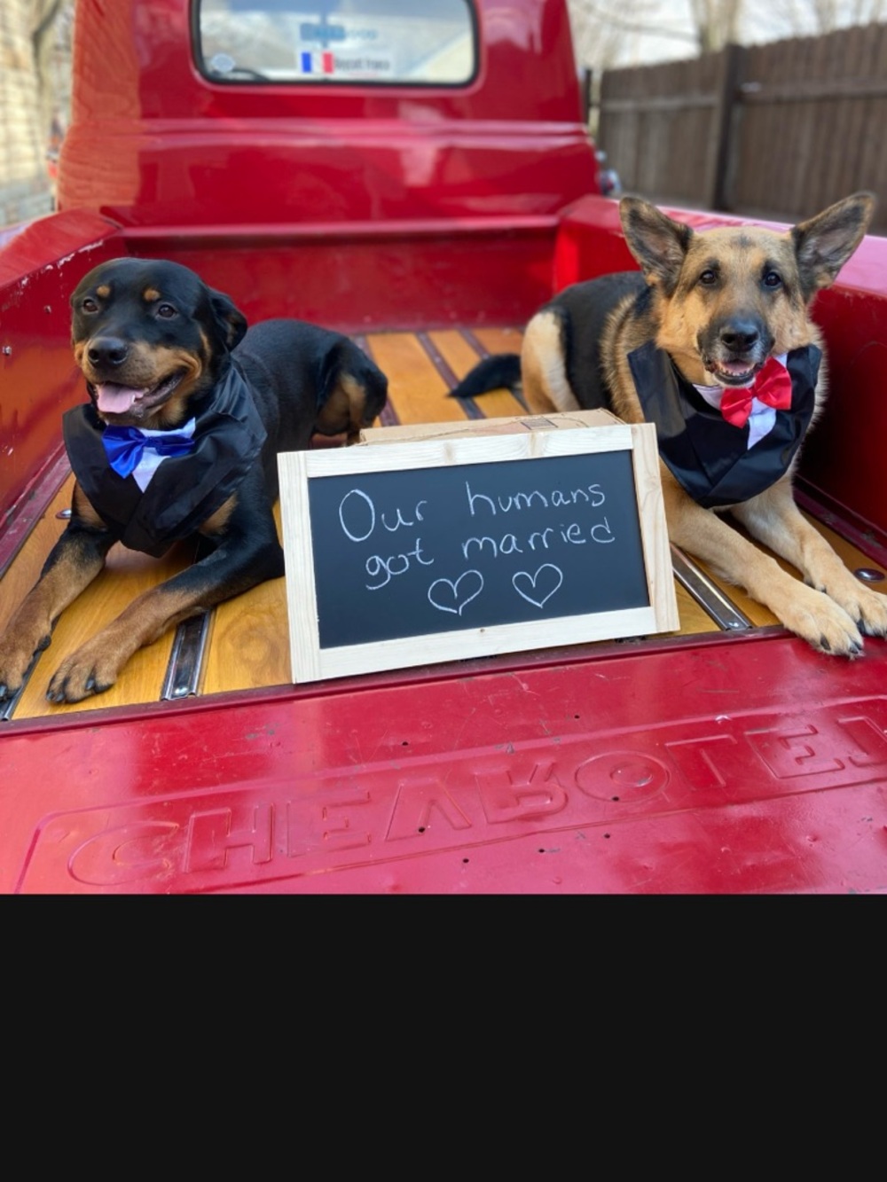 🐶🐶Two dog suit vests with ties
